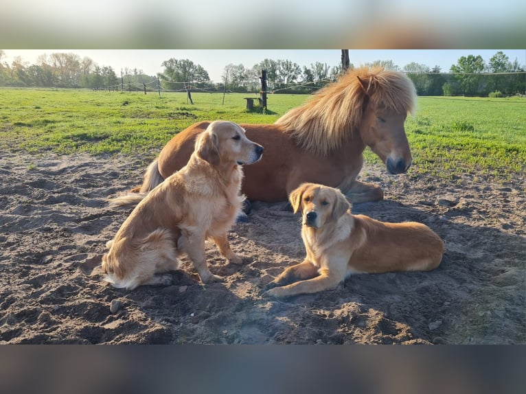 Islandpferd Wallach 8 Jahre 140 cm Fuchs in Soltau