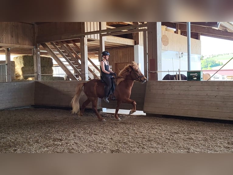 Islandpferd Wallach 8 Jahre 140 cm Fuchs in H&#xFC;rnheiim