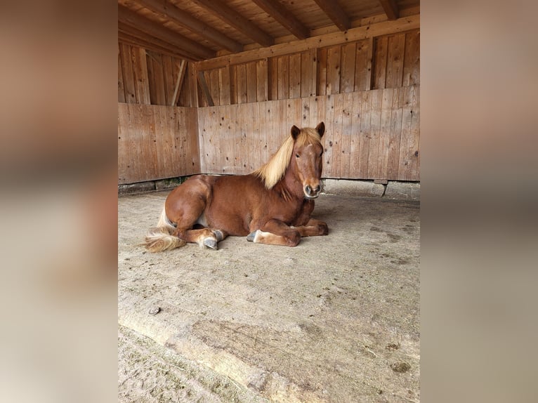 Islandpferd Wallach 8 Jahre 140 cm Fuchs in H&#xFC;rnheiim