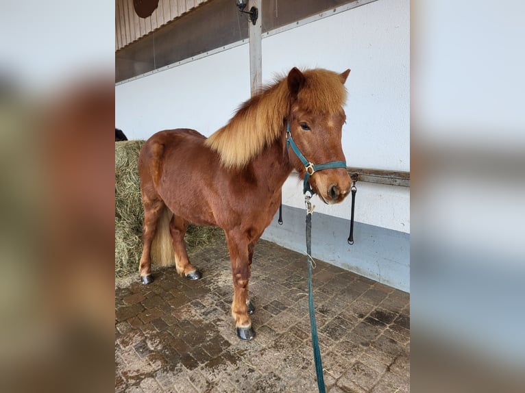 Islandpferd Wallach 8 Jahre 140 cm Fuchs in H&#xFC;rnheiim