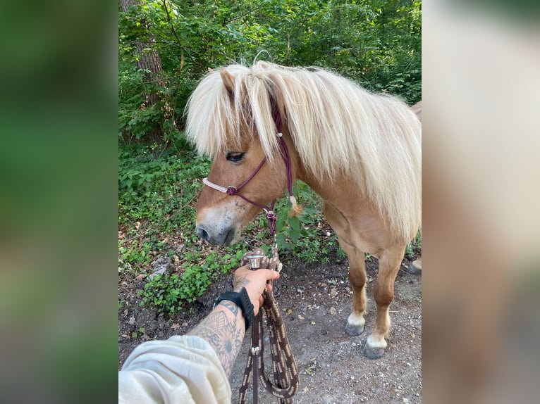Islandpferd Wallach 8 Jahre 142 cm Fuchs in Raithaslach