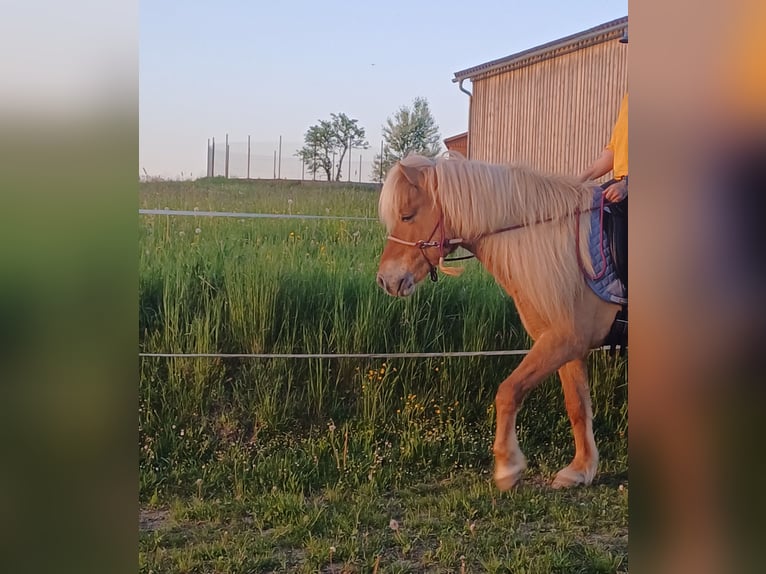 Islandpferd Wallach 8 Jahre 142 cm Fuchs in Raithaslach