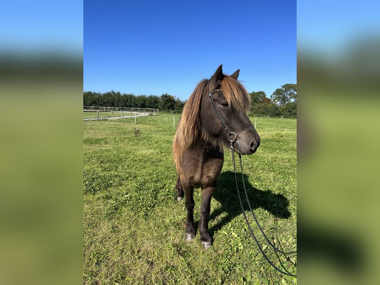 Islandpferd Wallach 8 Jahre 142 cm Rappe in Hohenfelde bei Kiel
