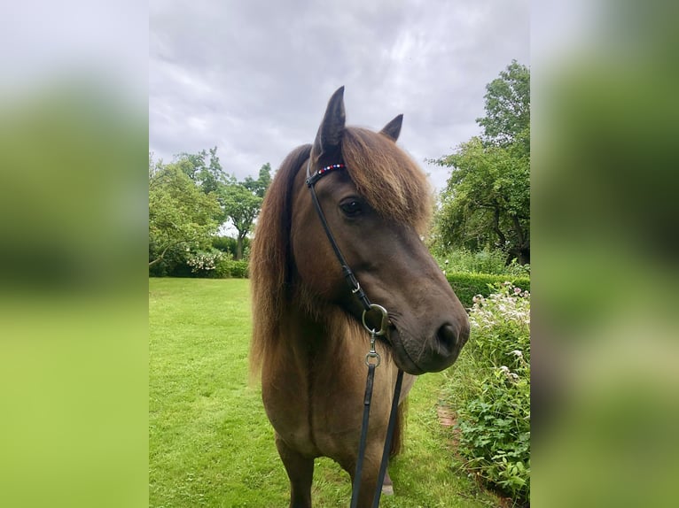 Islandpferd Wallach 8 Jahre 142 cm Rappe in Hohenfelde bei Kiel