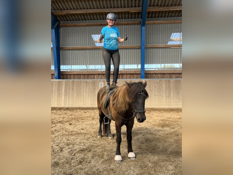 Islandpferd Wallach 8 Jahre 142 cm Rappe in Hohenfelde bei Kiel