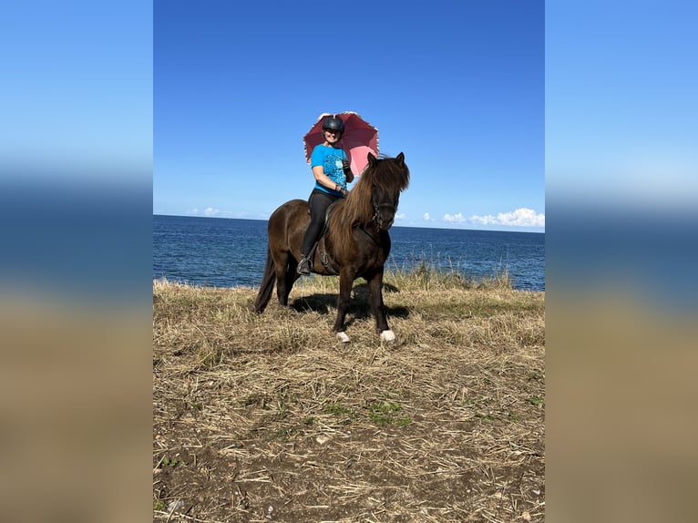 Islandpferd Wallach 8 Jahre 142 cm Rappe in Hohenfelde bei Kiel