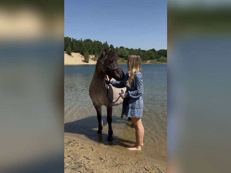 Islandpferd Wallach 8 Jahre 143 cm Falbe in Himmelpforten