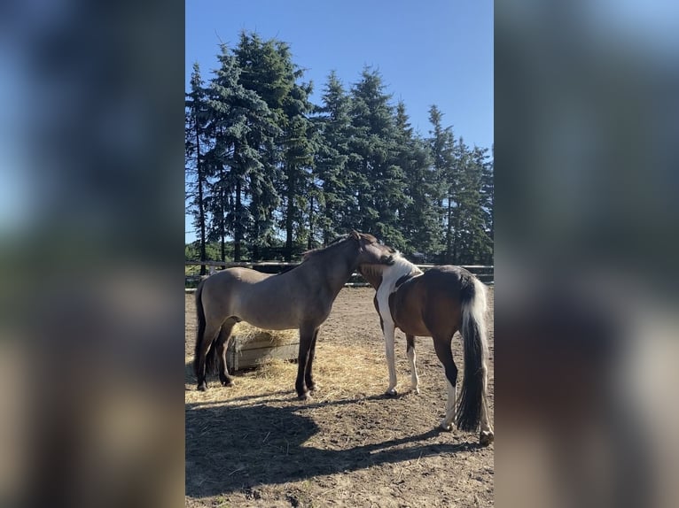 Islandpferd Wallach 8 Jahre 143 cm Falbe in Himmelpforten