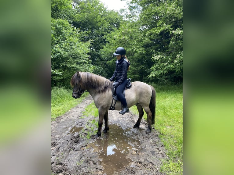 Islandpferd Wallach 8 Jahre 143 cm Falbe in Himmelpforten