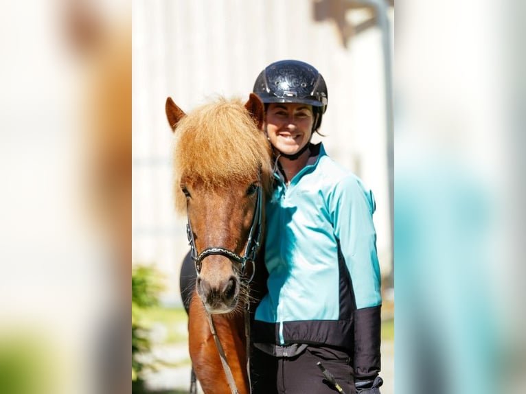 Islandpferd Wallach 8 Jahre 143 cm Fuchs in Taufkirchen an der Trattnach