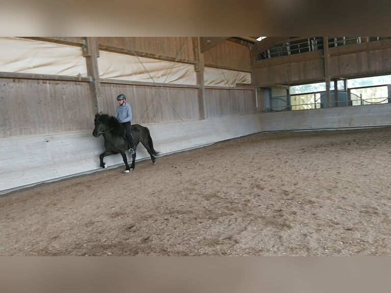 Islandpferd Wallach 8 Jahre 143 cm Rappe in Riesbürg