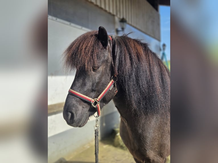 Islandpferd Wallach 8 Jahre 143 cm Rappe in Riesbürg