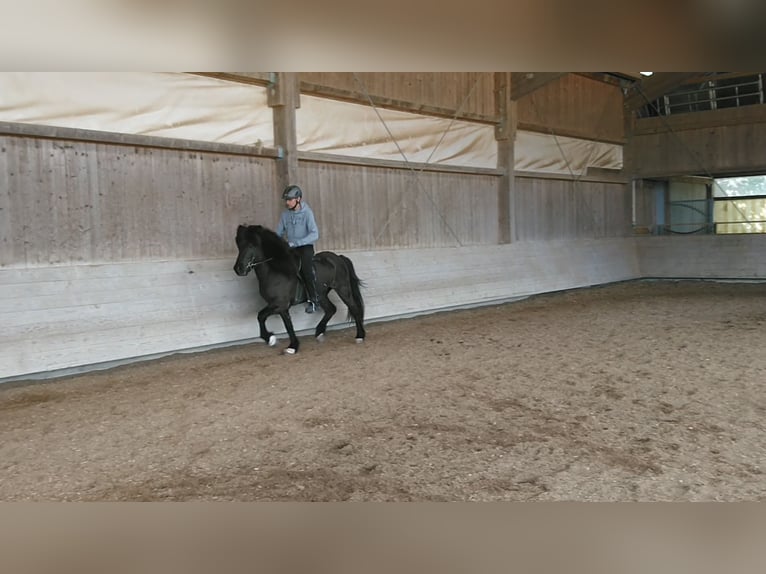 Islandpferd Wallach 8 Jahre 143 cm Rappe in Riesbürg