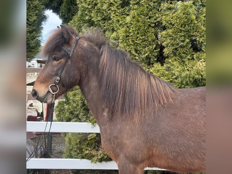 Islandpferd Wallach 8 Jahre 144 cm Brauner in Lochen am See