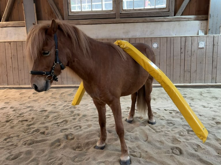 Islandpferd Wallach 8 Jahre 144 cm Fuchs in Bad Camberg