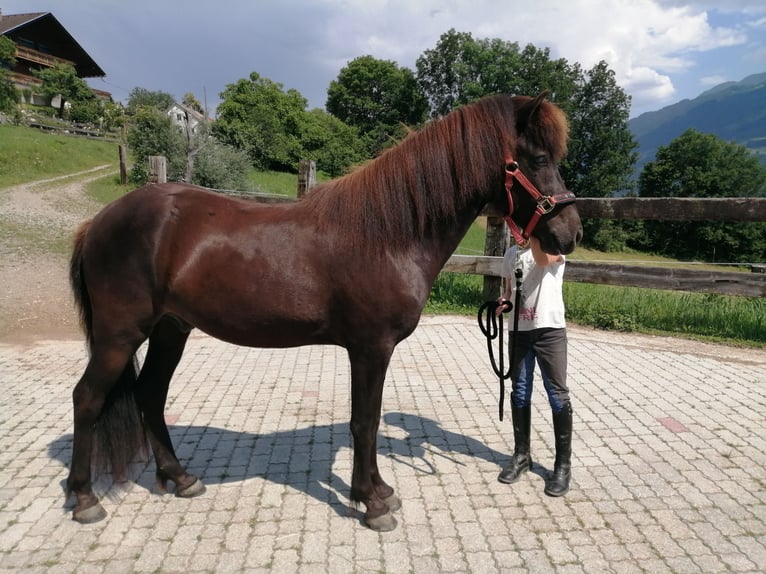 Islandpferd Wallach 8 Jahre 144 cm Rappe in Berg im Drautal