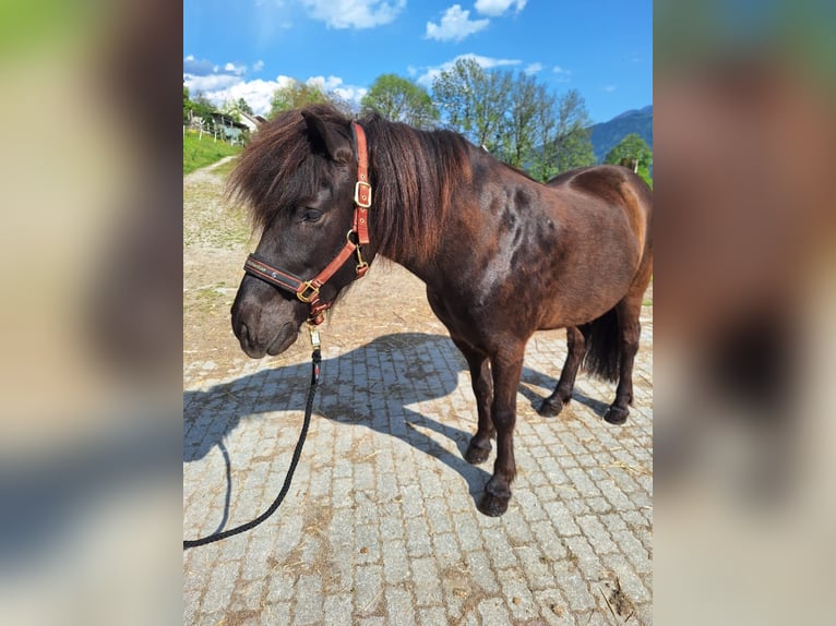 Islandpferd Wallach 8 Jahre 144 cm Rappe in Berg im Drautal