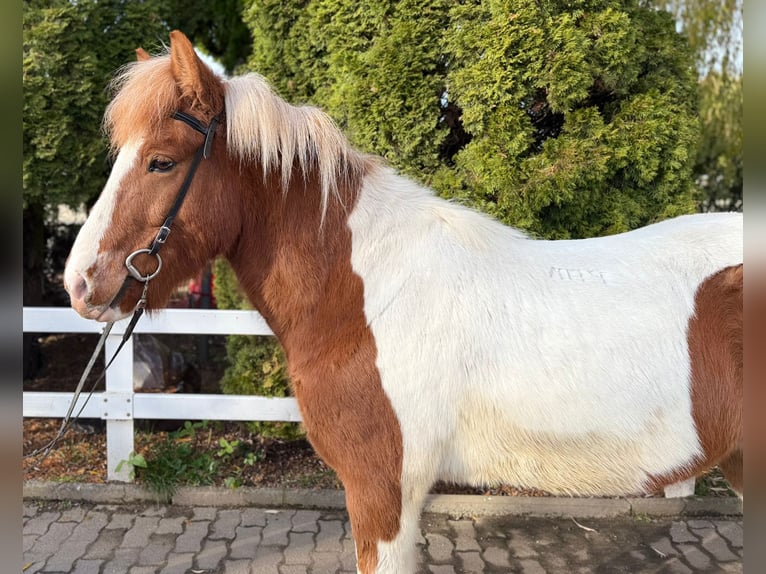 Islandpferd Wallach 8 Jahre 144 cm Schecke in Lochen am See