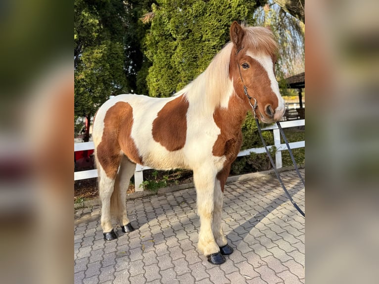 Islandpferd Wallach 8 Jahre 144 cm Schecke in Lochen am See