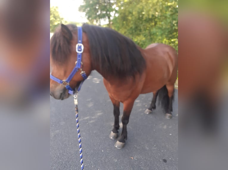 Islandpferd Wallach 8 Jahre 145 cm Brauner in Bad Münstereifel