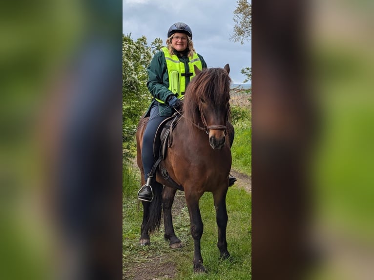 Islandpferd Wallach 8 Jahre 145 cm Brauner in Katlenburg-Lindau