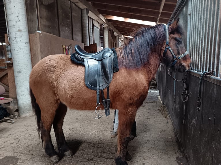 Islandpferd Wallach 8 Jahre 145 cm Falbe in Heimschuh