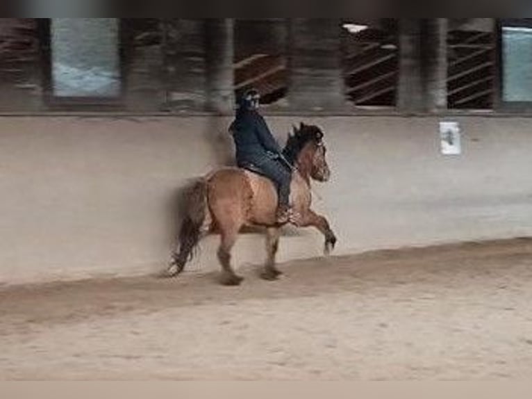 Islandpferd Wallach 8 Jahre 145 cm Falbe in Heimschuh