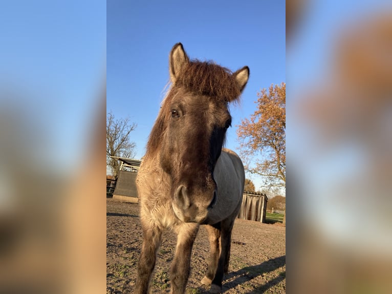 Islandpferd Wallach 8 Jahre 145 cm Falbe in Dorsten