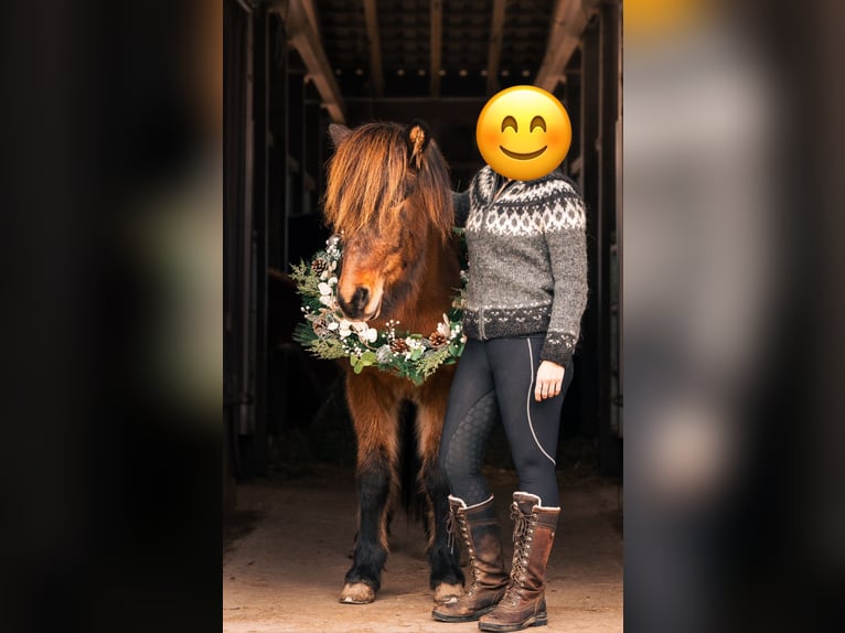 Islandpferd Wallach 8 Jahre 146 cm Brauner in Ober-M&#xF6;rlen