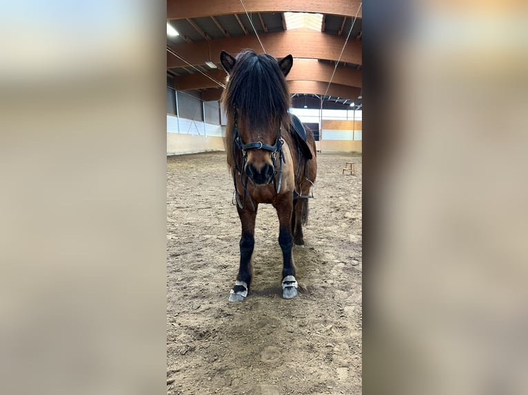 Islandpferd Wallach 8 Jahre 146 cm Brauner in Ober-M&#xF6;rlen