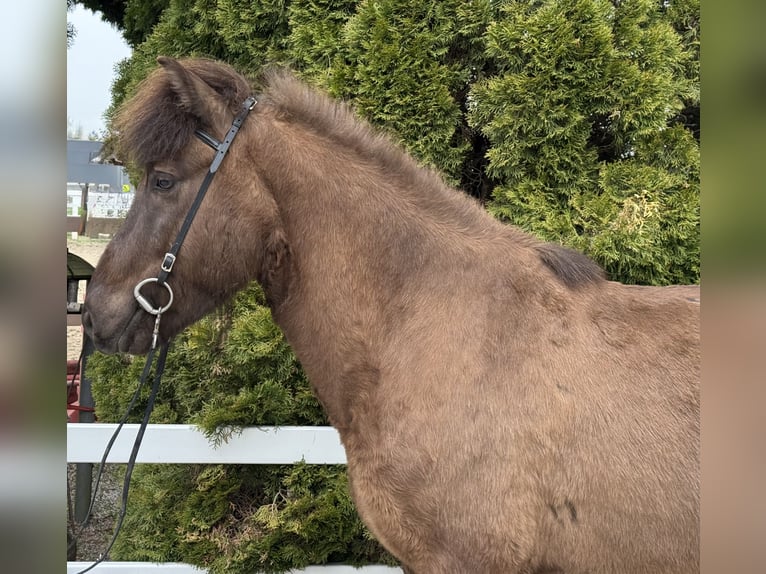 Islandpferd Wallach 8 Jahre 146 cm Rappe in Lochen am See
