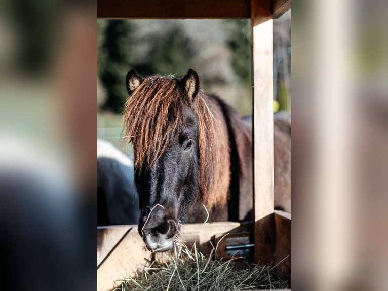 Islandpferd Wallach 8 Jahre 150 cm Rappe in Gotschuchen
