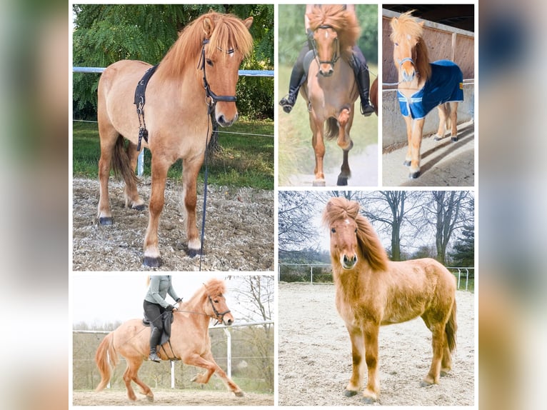 Islandpferd Wallach 8 Jahre 152 cm Falbe in Stuttgart