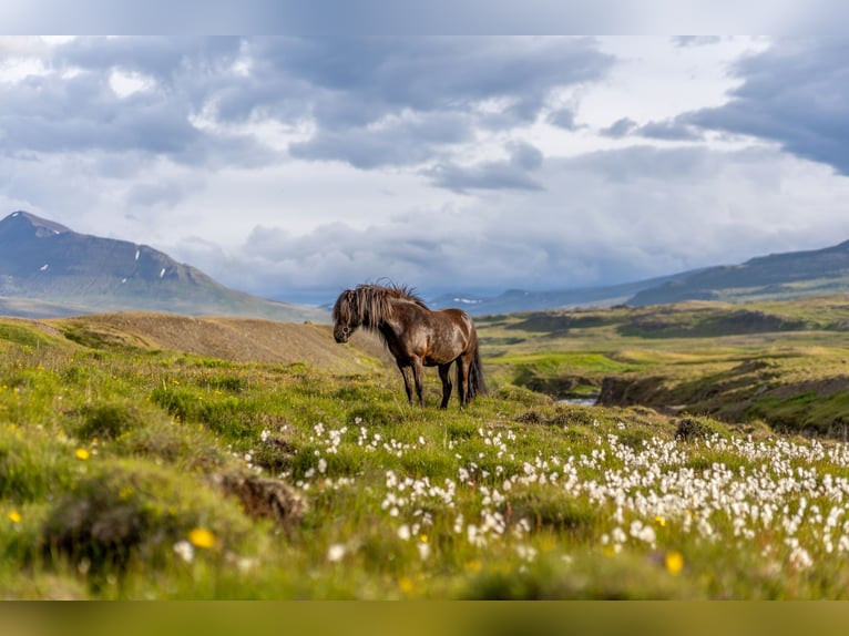 Islandpferd Wallach 8 Jahre 152 cm Rappe in Regenstauf