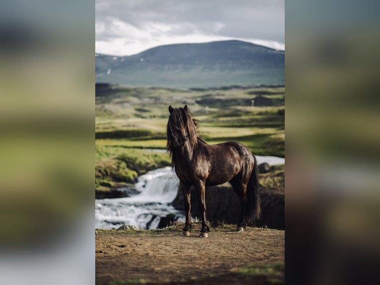 Islandpferd Wallach 8 Jahre 152 cm Rappe in Regenstauf