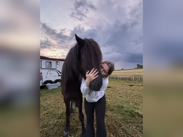 Islandpferd Wallach 8 Jahre 152 cm Rappe in Regenstauf