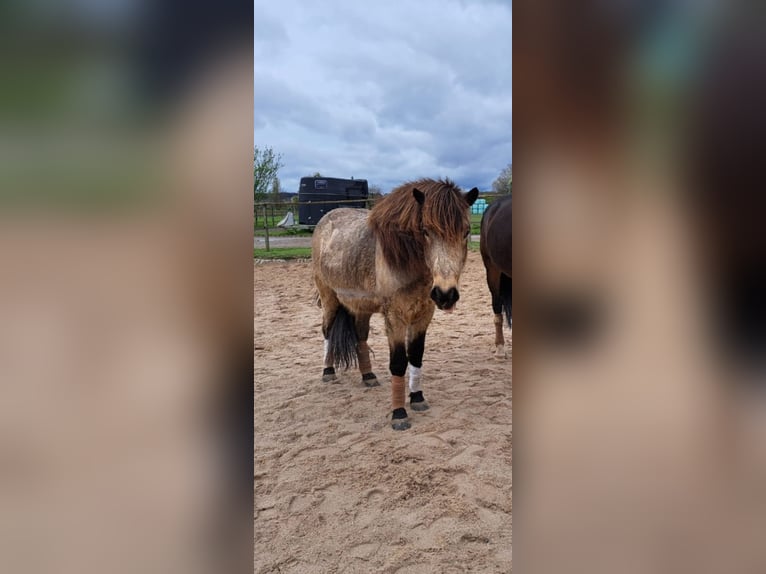 Islandpferd Wallach 8 Jahre Falbe in Stuttgart Islandpferd Wallach 8 Jahre Falbe in Stuttgart