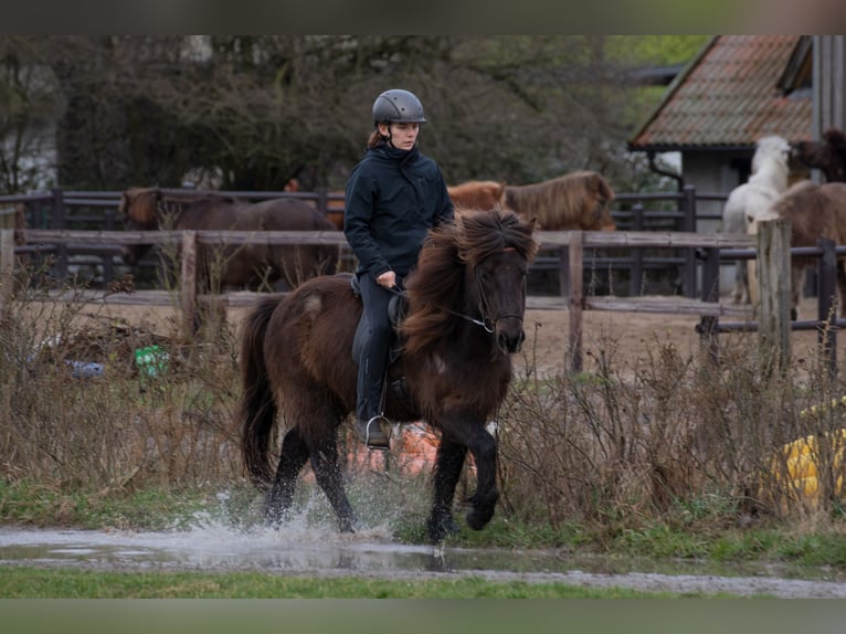 Islandpferd Wallach 9 Jahre 131 cm Rappe in Wahrenholz