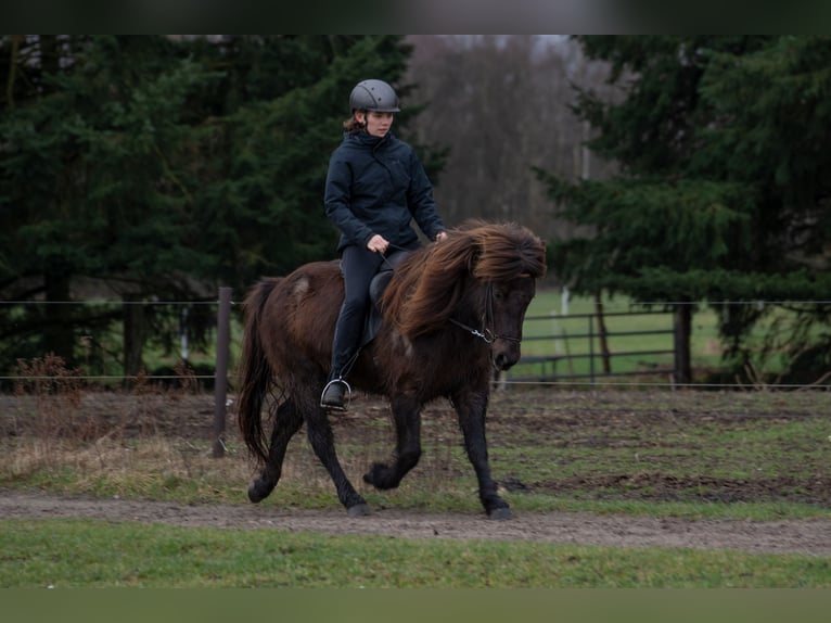 Islandpferd Wallach 9 Jahre 131 cm Rappe in Wahrenholz
