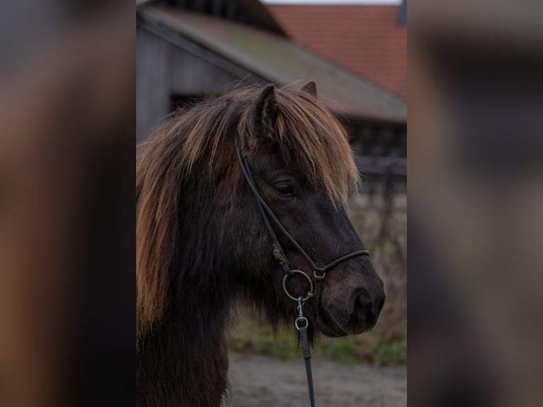 Islandpferd Wallach 9 Jahre 131 cm Rappe in Wahrenholz