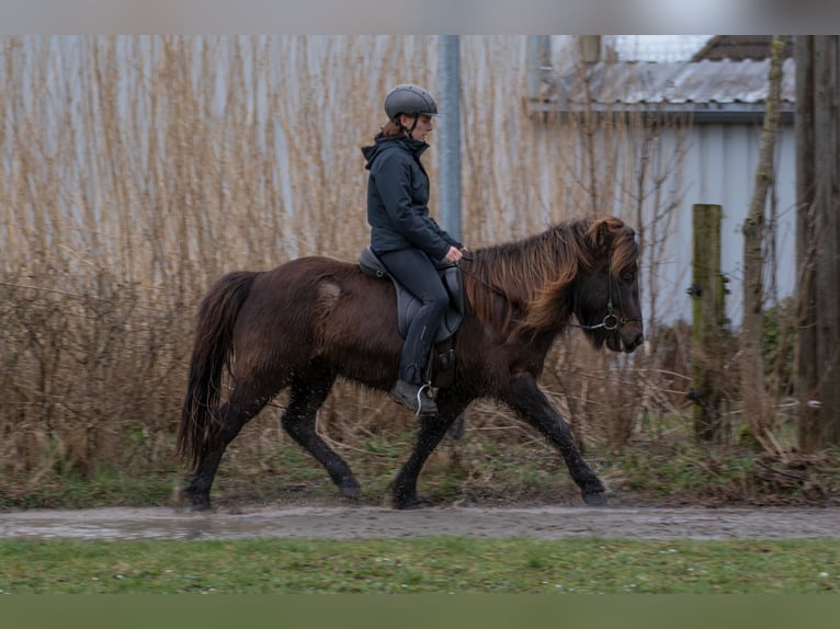 Islandpferd Wallach 9 Jahre 131 cm Rappe in Wahrenholz