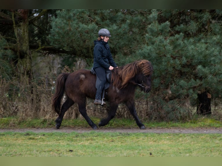 Islandpferd Wallach 9 Jahre 131 cm Rappe in Wahrenholz