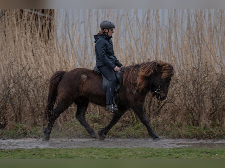 Islandpferd Wallach 9 Jahre 131 cm Rappe in Wahrenholz
