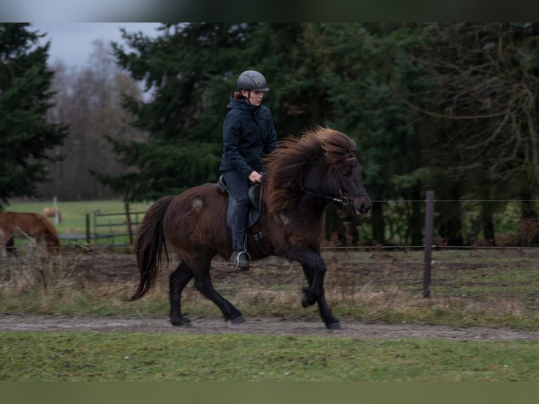 Islandpferd Wallach 9 Jahre 131 cm Rappe in Wahrenholz
