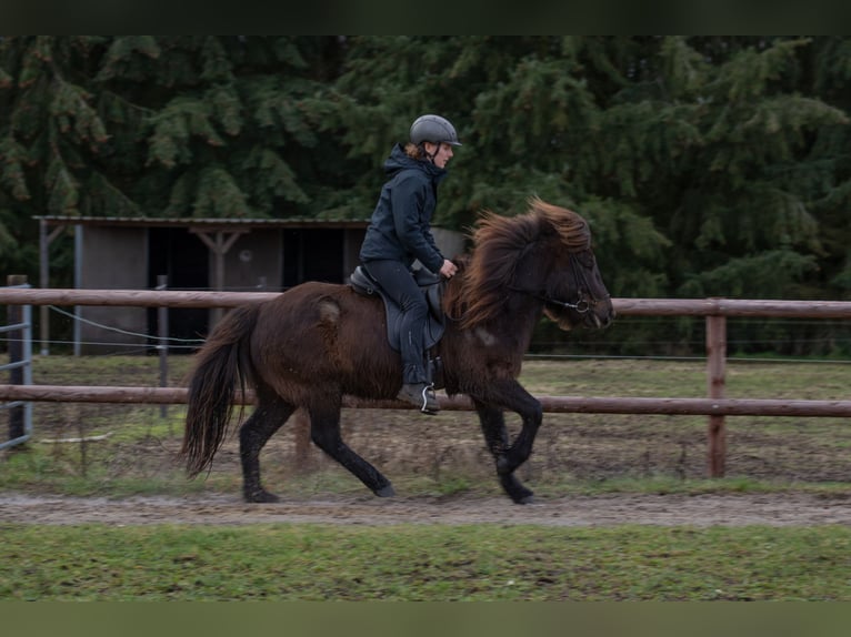 Islandpferd Wallach 9 Jahre 131 cm Rappe in Wahrenholz