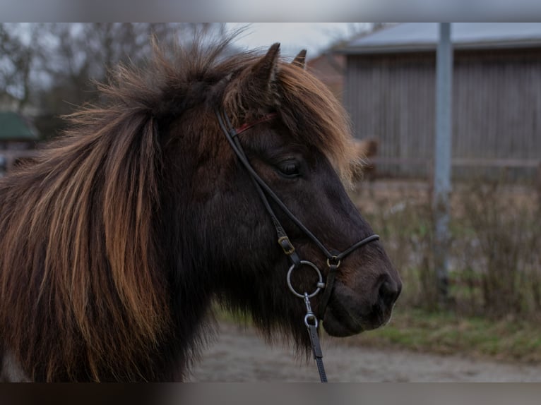 Islandpferd Wallach 9 Jahre 131 cm Rappe in Wahrenholz