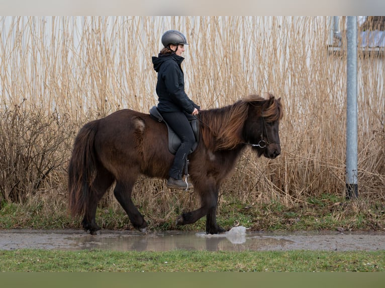 Islandpferd Wallach 9 Jahre 131 cm Rappe in Wahrenholz