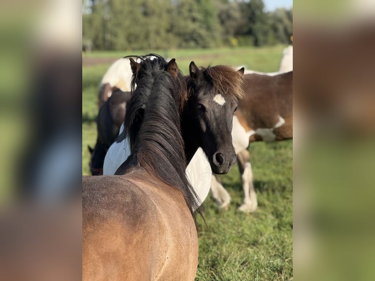 Islandpferd Wallach 9 Jahre 132 cm Schecke in Achstetten