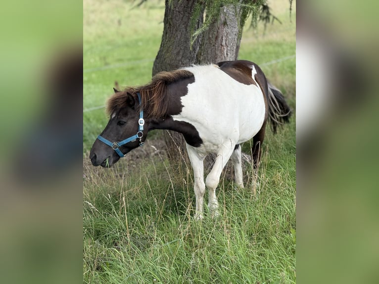 Islandpferd Wallach 9 Jahre 132 cm Schecke in Achstetten