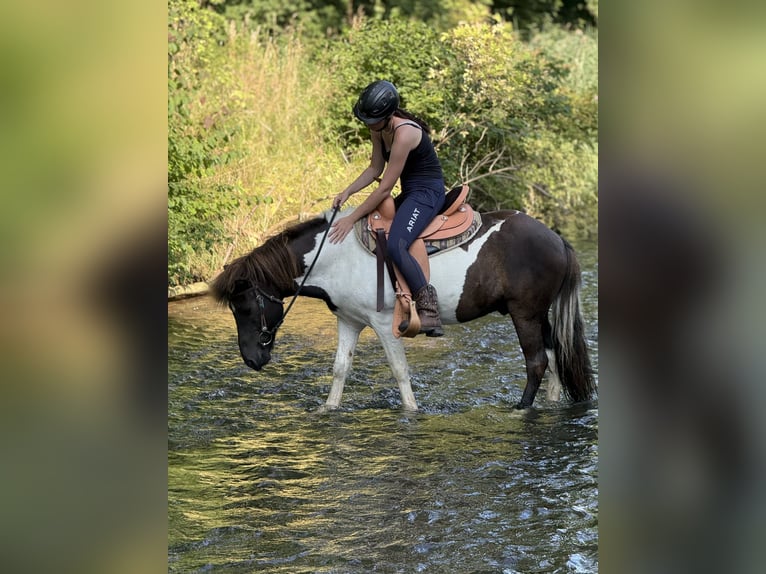Islandpferd Wallach 9 Jahre 132 cm Schecke in Achstetten